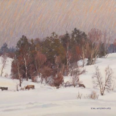 T M Nicholas CowsInDeepSnow T M Nicholas CowsInDeepSnow